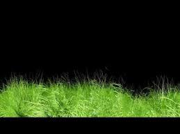 In this case white screen will also help. Animated Grass Motion Black Screen Background Youtube Green Screen Footage Black Screen Light Background Images