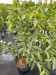 Image result for Psidium guajava