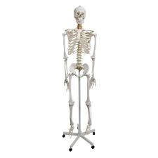 Skeleton | 3d atlas of anatomy is a next generation anatomy atlas in 3d which gives you availability of interactive highly detailed anatomical models! Human Skeleton Natural Size Realityworks