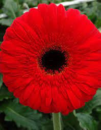 Greetings From The Gerbera Ruby Moon Gerbera Flower Beautiful Flowers Beautiful Blooms