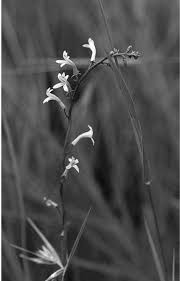 Image result for Cyphia