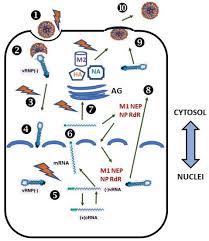 13, 最終更新日時 aufrufe 66vor year.you know, the most dangerous creature alive! Ijms Free Full Text The Crossroads Between Host Copper Metabolism And Influenza Infection Html