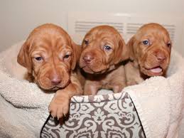 Only guaranteed quality, healthy puppies. Dallas Vizslas Puppies Rescue