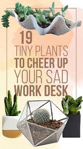 Air cleaning plants, low maintenance plants, hard to kill, easy care plants, desk plants, 30 day guarantee, free shipping, great for offices, indoor plants, inexpensive plants, office plants. 19 Tiny Plants To Cheer Up Your Sad Work Desk