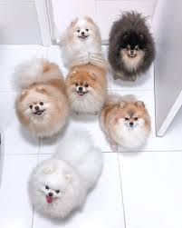 Boo Family Der Susseste Hund Der Welt Boo Der Pomeranian Boo Der Family Hund Pomeranian Susseste Welt Susse Tiere Susse Hunde Babytiere