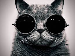 Check spelling or type a new query. 20 Free Cute Cat Hd Wallpapers Designmaz