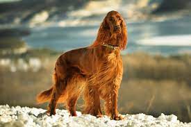 Large long haired dog breeds, as well as long haired little dogs, don't just wake up in the morning looking that way by accident! 10 Red Dog Breeds With Pictures Pet Keen