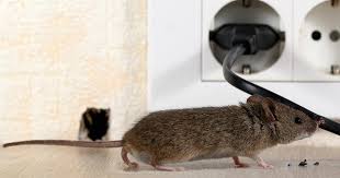 Here's a rundown of six creepy crawly intruders, and tips for how to get rid of them and keep them out for good. The Best Way To Kill Rats And Mice Quickly