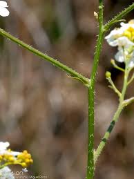 Image result for Crambe hispanica
