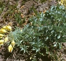 Image result for Tropaeolaceae