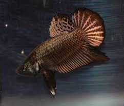 An interesting fact about the black variation is that this group can be. Types Of Betta Fish By Tail Pattern And Color With Photos