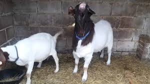 Rosedale Boer Goats Titan Male Goat 2 Years Old Uk British Boer Youtube The character is known for her love of both the nes1 coop platformer battletoads2. youtube