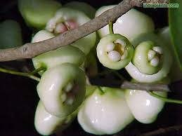 More images for the jam fruit tree » Indiaplants Com Plant Details