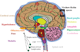 Dow roars by over 500 points. Infectivity Of Human Coronavirus In The Brain Ebiomedicine