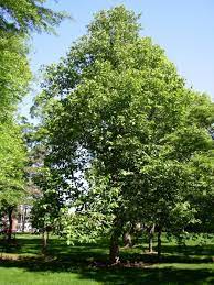 Cucumber Tree Magnolia Trees Magnolia Plants