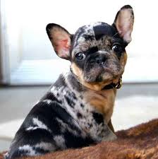 Where are french bulldogs from? French Bulldog Colors Explained Ethical Frenchie