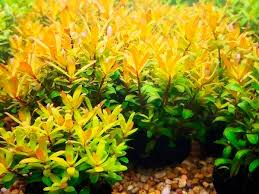 Image result for Nesaea erecta