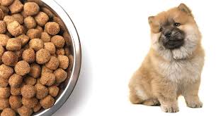 feeding a chow chow puppy what should you be giving your pup