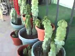 Ini adalah bonus untuk petani, karena stek berakar dan tumbuh dengan cepat, sementara benih kaktus lambat untuk menghasilkan spesimen dari setiap. Cactus Totem Poles Youtube