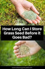 Does Grass Seed Go Bad How Long You Can Store Old Grass Seed Grass Seed Grass Reseeding Lawn