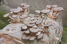 Check spelling or type a new query. How To Grow Your Own Endless Mushrooms At Home