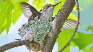 The meaning of a hummingbird sighting. Hummingbirds Make An Incredible Journey North Cool Green Science