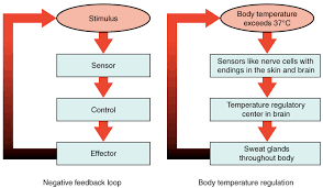 Homeostasis Article Human Body Systems Khan Academy