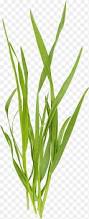 Image result for Microchloa