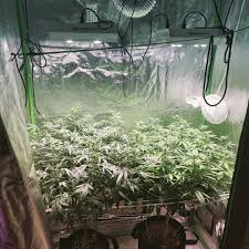 Hg800 led grow light full spectrum including uv ir 3000k cobs 3w osram chips veg and bloom switches daisy chain design. Hipargero Led Grow Light Posts Facebook