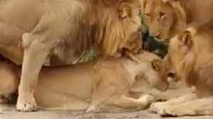 Lion Sex - VICE Video: Documentaries, Films, News Videos