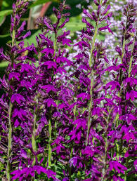 Image result for Lobelia fervens