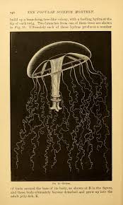 Eutima Jelly The Popular Science Monthly Vol Xxxiii 1888 Popular Science Monthly Popular Science Natural History