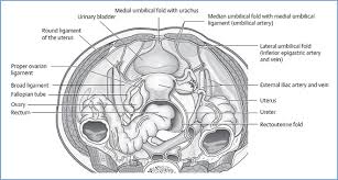 Image result for Bladder Anatomy