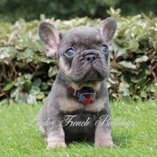 We have colors ranging from blue, grey, fawn, merle, cream, white and black french bulldog puppies for sale, love starts with a wet nose and ends with a tail. Blue And Tan French Bulldog Puppies For Sale Lindor French Bulldogs