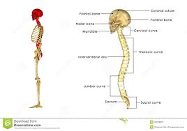 731 watchers40.5k page views4 deviations. Back Bones Structure Human Anatomy Diagram Science Pics Skull Side View Image Illustration