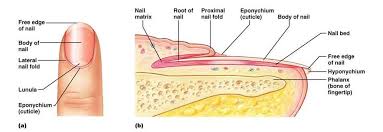 The Integumentary System Integumentary System Nursing Student Tips Body Systems Unit