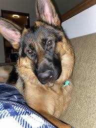 Body pillow my face pillow custom dolls hulk photo pillow minime pillow personalized pillow gift. Mom Take Picture For Reddit Your Daily Dose Of Cute Puppies And Amazing Dogs Pitbull German Shepard Golden Retriever B Cute Puppies Dogs Baby Animals