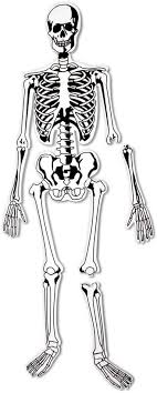 Bone formation begins at about three months gestation and continues after birth into adulthood. Amazon Com Learning Resources Skeleton Floor Puzzle Toys Games