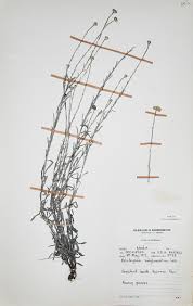 Image result for Helichrysum subglomeratum