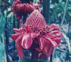 Image result for Etlingera