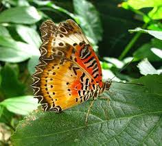 The address of the tucson botanical garden is: Butterfly Exhibit At Tucson Botanical Garden Visualriver S Blog