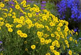 California native shrub yellow flowers. Wild For California Native Wildflowers Wild Flowers Plants Shade Annuals