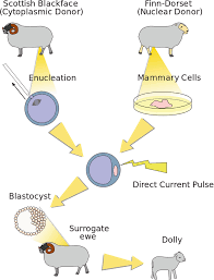 The New Frontier Cloning Springerlink