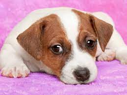 She has been sneezing a lot, snorting,and also having some wheezing at times. 48 Common Health Problems Found In Jack Russell Terriers Pethelpful