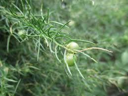 Image result for Asparagus flavicaulis