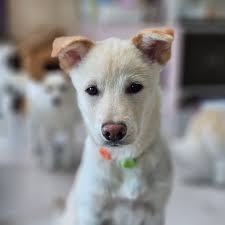 Foster to adopt currently in Godrich