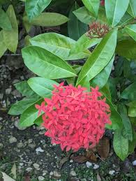Image result for Ixora coccinea