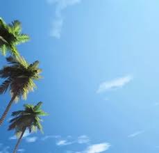 Verdant tree farm is a houston area tree farm specializing in live oaks and palm trees. Palm Trees Verdant Tree Farm And Landscape United States