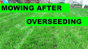 Use regular fertilizer that has a higher ratio of nitrogen. Backyard Overseed Update When To Mow After An Overseed Youtube