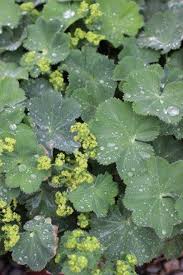 Image result for Alchemilla kiwuensis